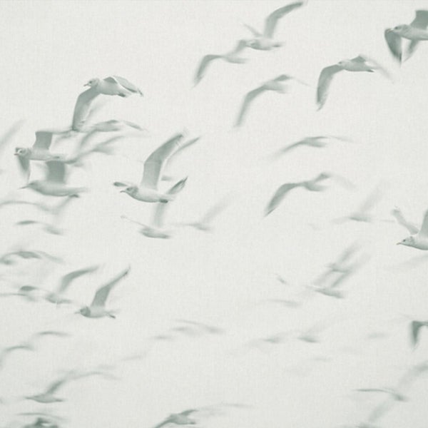 Fliegende Möwen Tapetenmuster