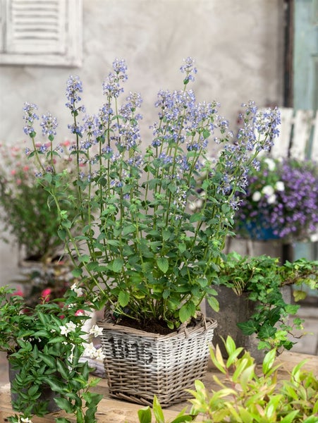 Nepeta x faassenii 'Gletschereis', Katzenminze, weißblau, ca. 9x9 cm Topf