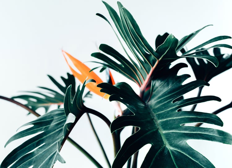 Zimmerpflanze mit großen, tief gelappten, dunkelgrünen Blättern und einer orangefarbenen Blüte im Hintergrund.