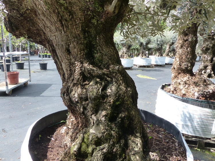 genau dieser Baum L4 Olivenbaum 245 cm, knorrige alte urige Olive winterhart