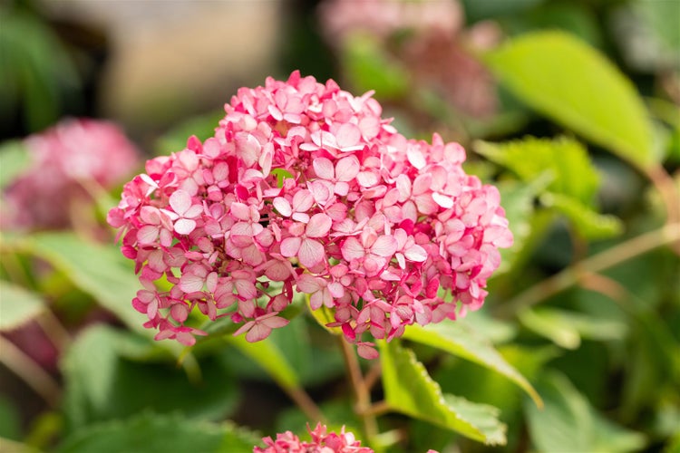 Hydrangea arborescens 'Ruby Annabelle', Hortensie, rubinrot, 40–60 cm