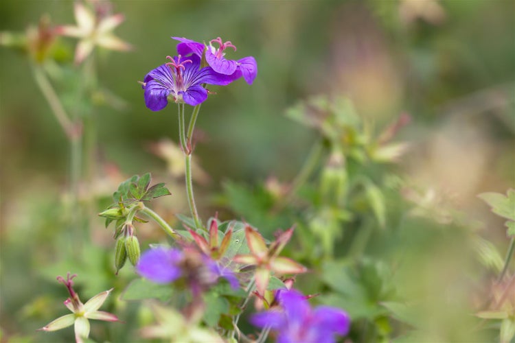 Geranium wlassovianum, Storchschnabel, purpurrot, ca. 9x9 cm Topf