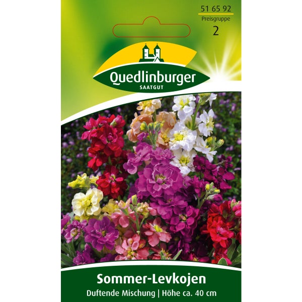 Sommer-Levkojen Frühe hohe Mischung Samen von Quedlinburger SAATGUT