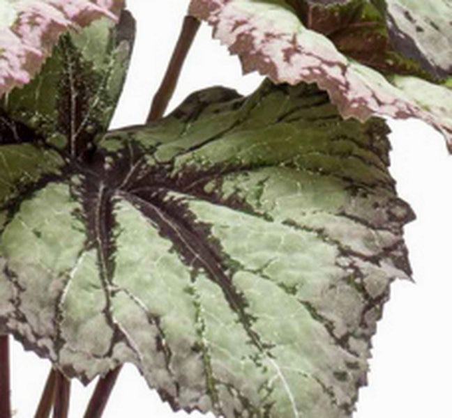 Nahaufnahme eines Begonia Rex Blattes mit silbrig grüner Musterung und dunklen Blattadern.