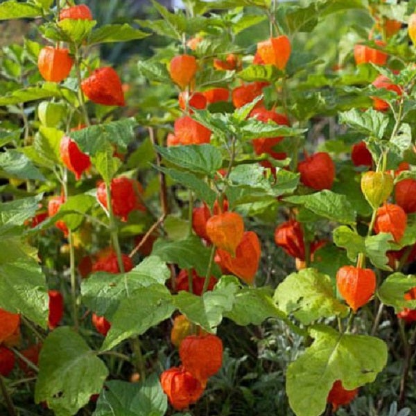 Lampionblumen-Pflanze im Garten mit grünen Blättern und orangefarbenen Blütenständen.