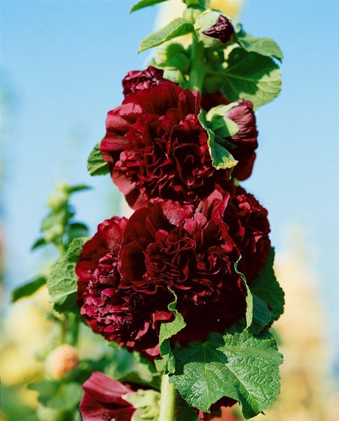 Alcea rosea 'Pleniflora Chaters', Stockrose, purpur, ca. 9x9 cm Topf