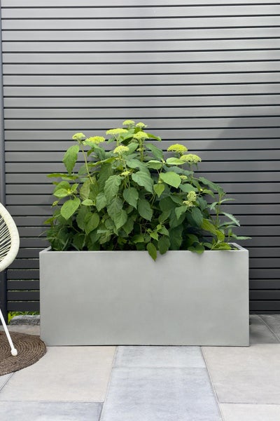 Grauer rechteckiger Pflanzkasten mit einer grünen Hortensie vor einer dunklen Lamellenwand auf einer modernen Terrasse.