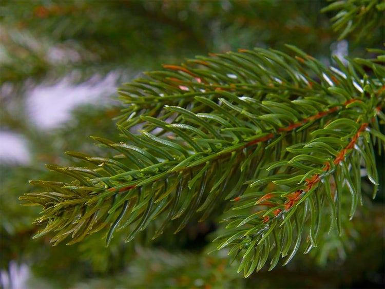 Künstlicher Weihnachtsbaum DELUXE  Bernard 500cm, GIGANT Tannenbaum Christbaum Kunstbaum Dekobaum mit Metallständer