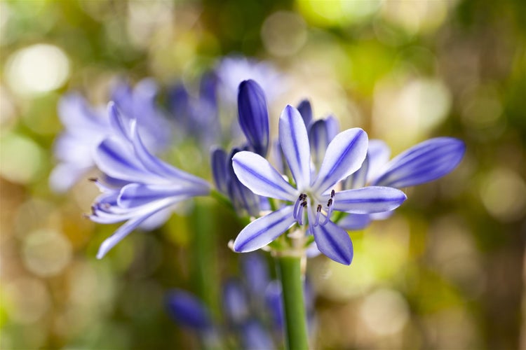 Agapanthus africanus, Schmucklilie, blau, ca. 9x9 cm Topf