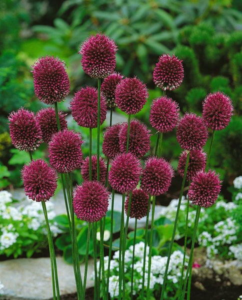 Zierlauch mit kugelförmigen Blüten im Gartenbeet