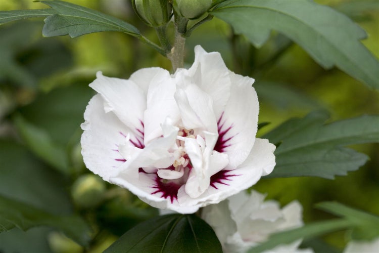 Hibiscus syriacus 'Speciosus', Gartenhibiskus, weiß, 40–50 cm
