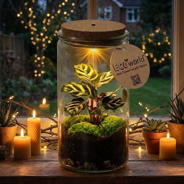 Ecoworld Pflanzenterrarium im Glas mit Korkdeckel, LED-Beleuchtung, Calathea und Moos auf einer Fensterbank mit Kerzen und Ecoworld Logo.