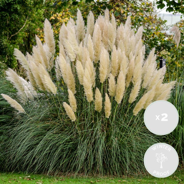 2x Cortaderia 'Pumila' - Pampasgras - Ziergräser - Winterheart - ⌀13 cm - ↕20-30 cm