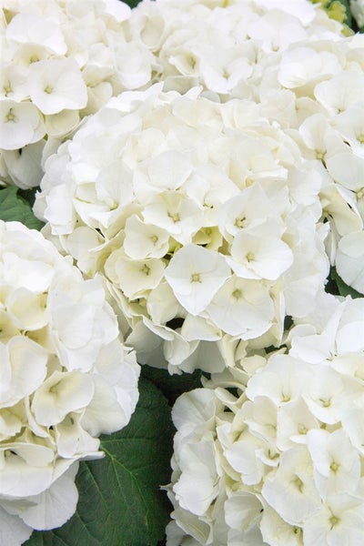 Hydrangea macrophylla 'Bianco', Hortensie, weiß, 40–60 cm