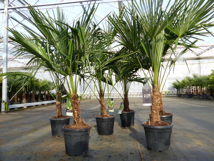 Trachycarpus fortunei 130 - 150 cm Palme Hanfpalme, winterhart bis -18°C