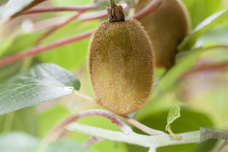 Actinidia chinensis 'Hayward', Kiwi, 40–60 cm, grünfrüchtig