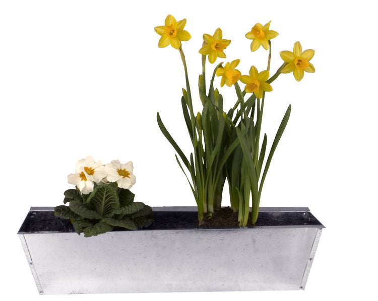 Narzissen und Primeln in einem Pflanzgefäß