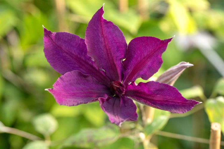 Clematis viticella 'Margot Koster', Waldrebe, rosa, 40–60 cm