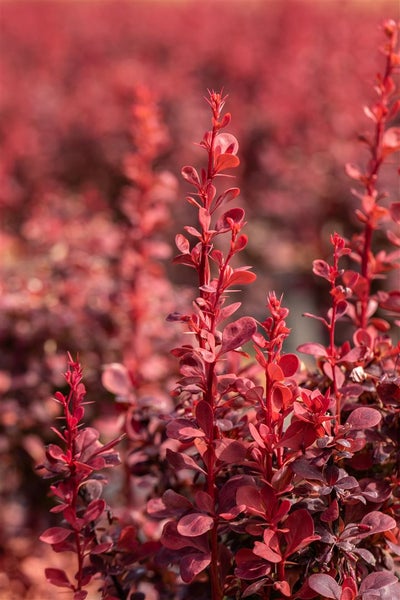 Berberis thunbergii 'Orange Rocket', Säulen-Berberitze, orange, 20–25 cm
