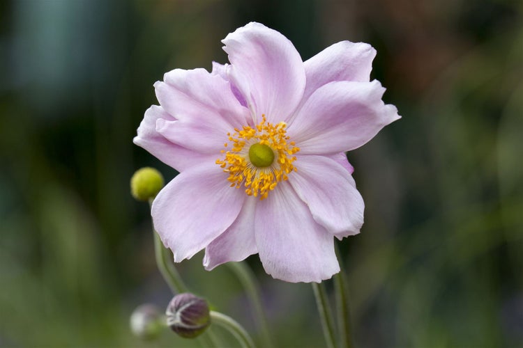 Anemone tomentosa 'Septemberglanz', Herbst-Anemone, rosa, ca. 9x9 cm Topf