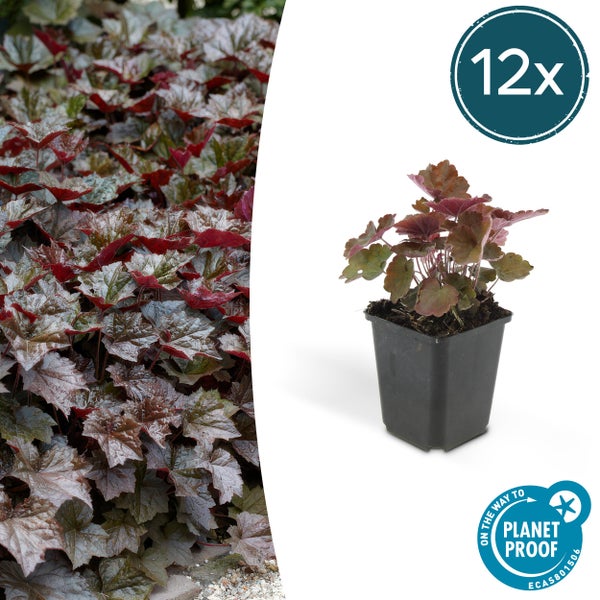 Purpurglöckchen Heuchera micrantha Palace Purple im Set mit 12 Stück, im Topf und als Bodendecker, Planet Proof Logo.