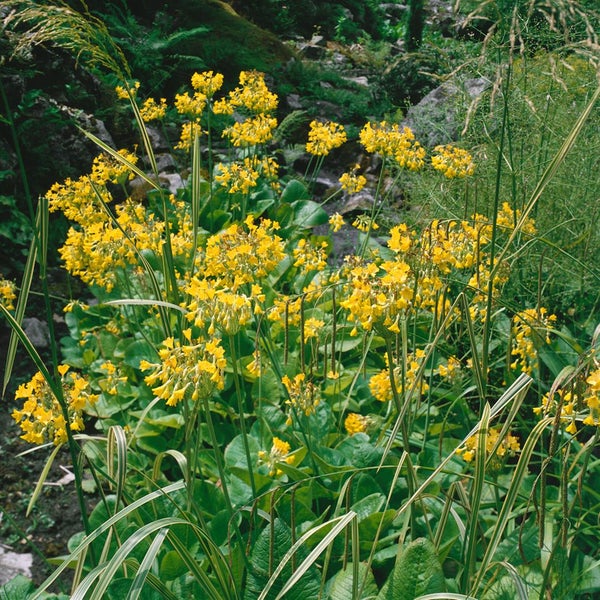 Primula florindae, Duft-Primel, gelb, ca. 9x9 cm Topf