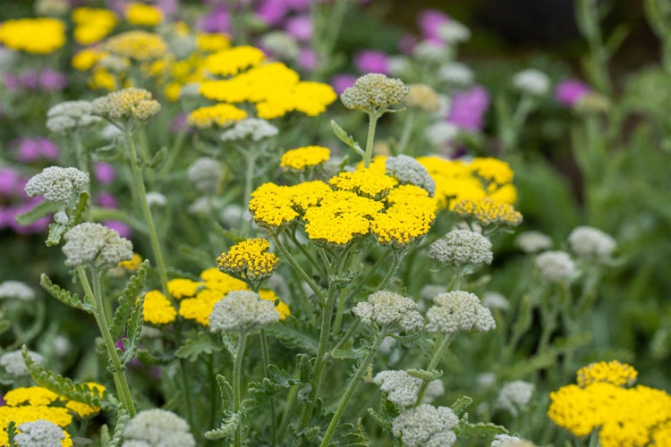 Achillea clypeolata 'Moonshine', Schafgarbe, leuchtend gelb, ca. 9x9 cm Topf