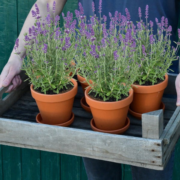 6er Box blaue Lavendel Pflanzen