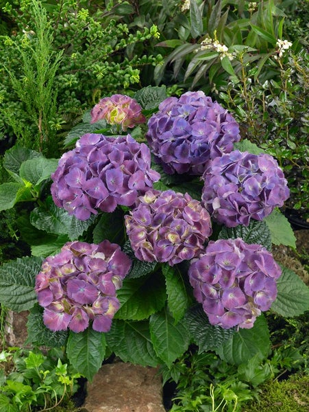 Gruppe von violetten Hortensienblüten im Garten.