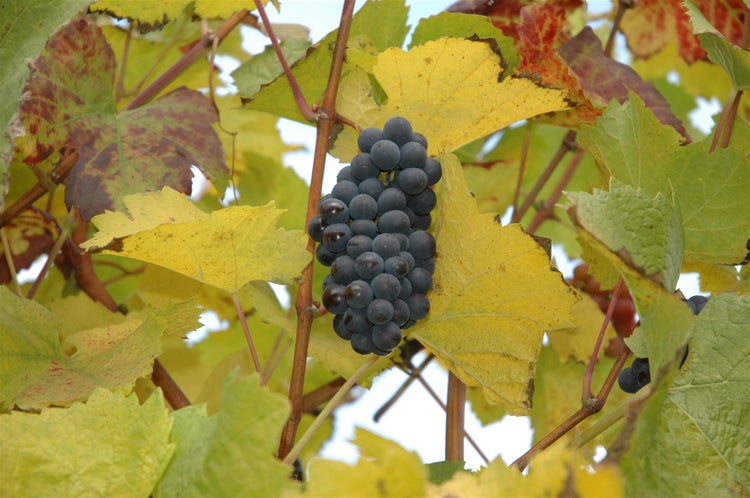Vitis vinifera, Weinrebe, blau, 80–100 cm