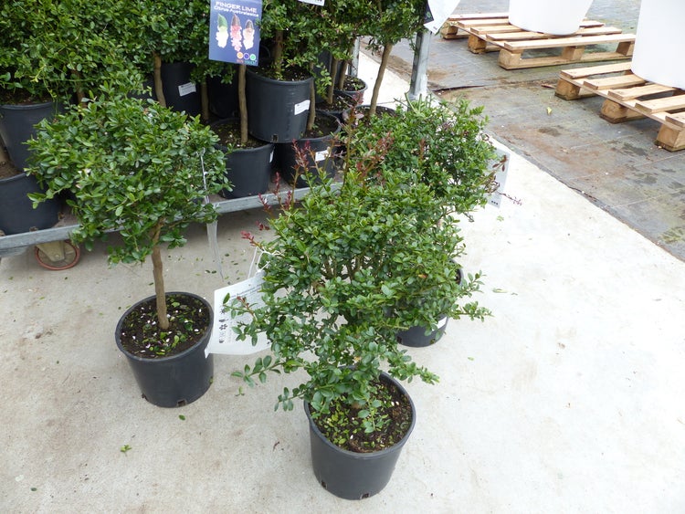 Strukturierte Präsentation von Finger-Limette Citrus australasica Pflanzen in schwarzen Töpfen in einem hellen Gartencenter.