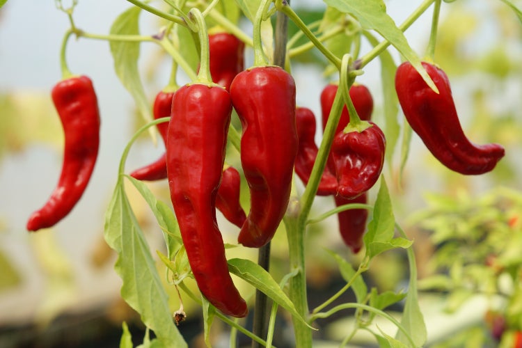 SAFLAX  - BIO - Chili - De Cayenne Long Slim - Capsicum annuum - 10 Samen