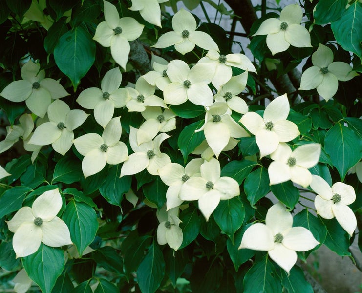 Cornus kousa chinensis 'China Girl', Chinesischer Blumen-Hartriegel, 60–80 cm