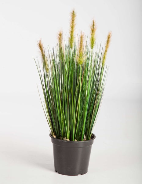 Künstliche Pflanze Lampenputzergras im schwarzen Kunststofftopf mit grünen Halmen und hellbraunen Blütenständen.