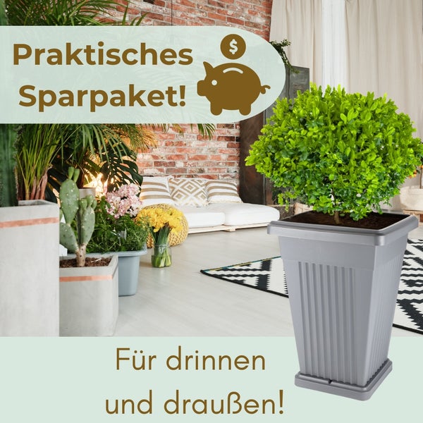 Dekorative Zimmer- und Gartenpflanzen im Topf als praktisches Sparpaket