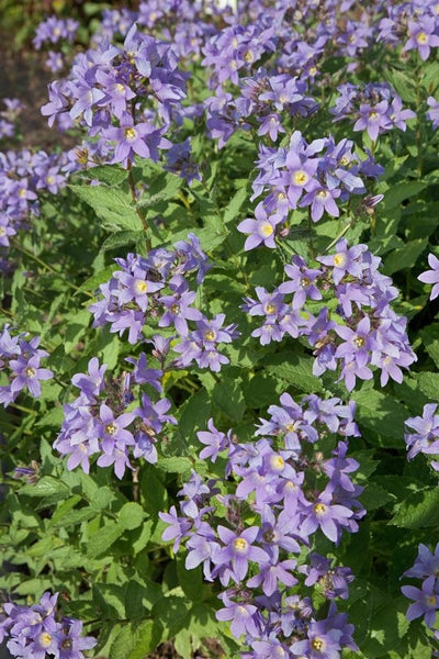 Campanula lactiflora 'Prichard', Glockenblume, violett, ca. 9x9 cm Topf