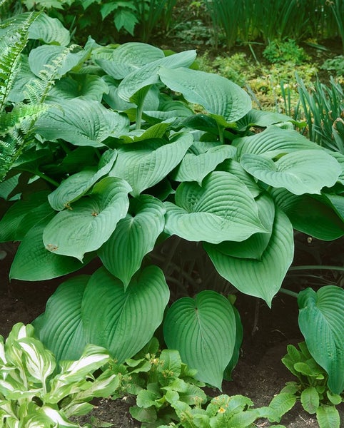 Hosta montana, Funkie, grün, ca. 11x11 cm Topf