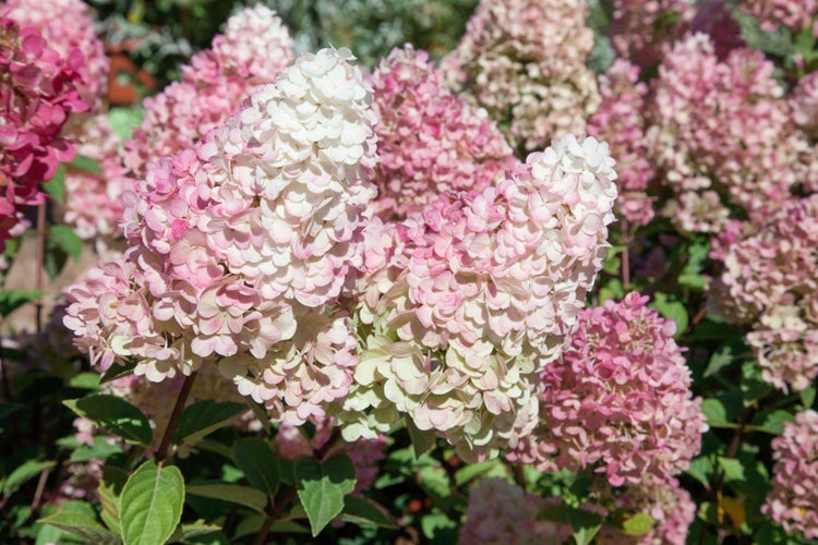 Hydrangea paniculata 'Sundae Fraise', Rispenhortensie, rosa-weiß, 60–80 cm