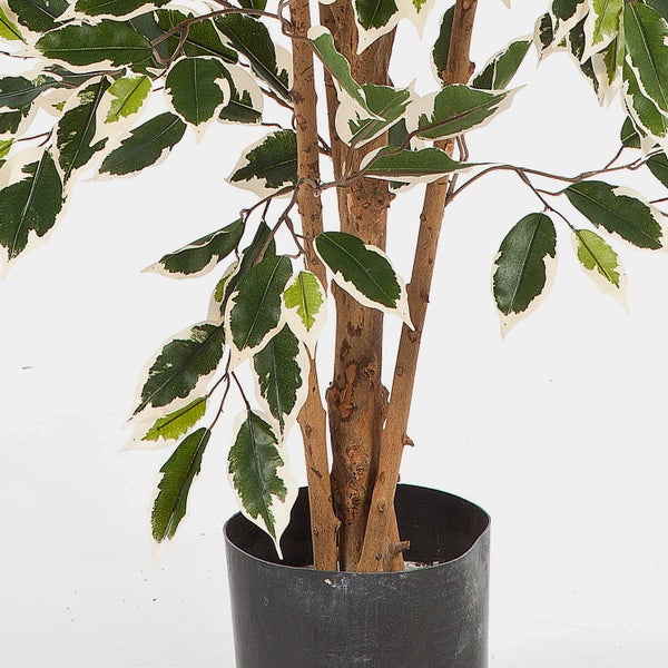 Künstliche Ficus Benjamina Pflanze mit weiß-grünen Blättern und Echtholzstamm im schwarzen Kunststofftopf.