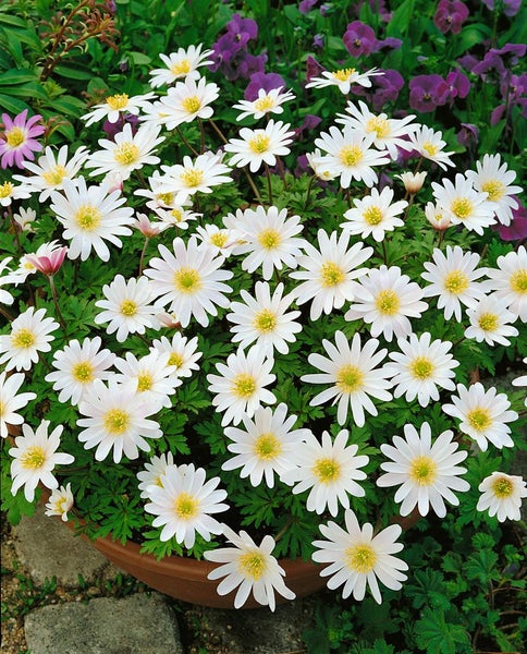 Topf mit Buschwindröschen