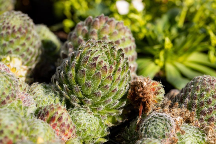 Sempervivum ciliosum 'Borisii', Hauswurz, ca. 9x9 cm Topf