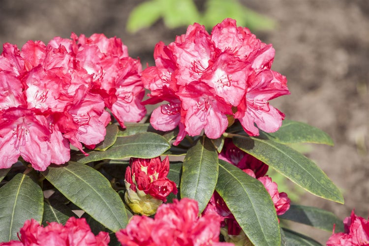 Rhododendron yakushimanum 'Astrid', Rhododendron, rot, 25–30 cm