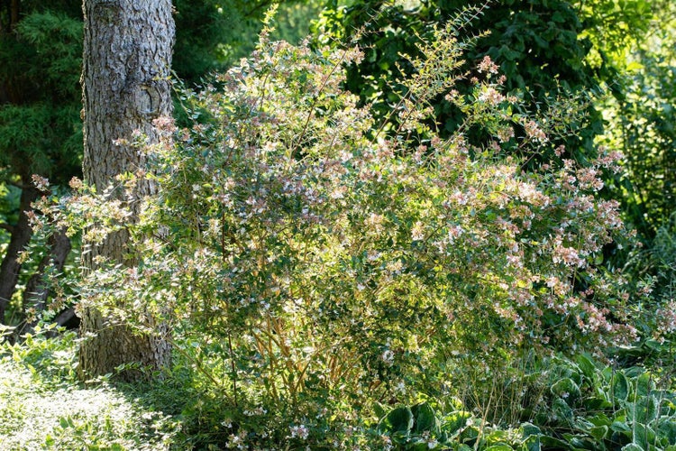 Blühender Abelia-Strauch mit kleinen grünen Blättern und hellrosa Blüten in einem hellen, sonnigen Garten neben einem Baumstamm.