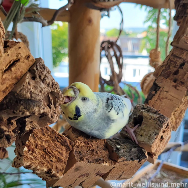 Wellensittich auf einem Vogelspielzeug aus Naturkork.