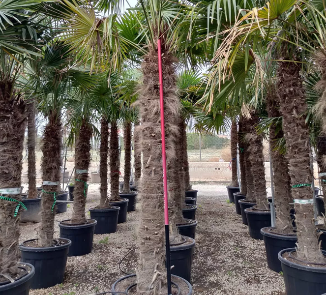 Trachycarpus Fortunei Hanfpalme ca. 300 cm Hoch Winterhart bis –19 °C