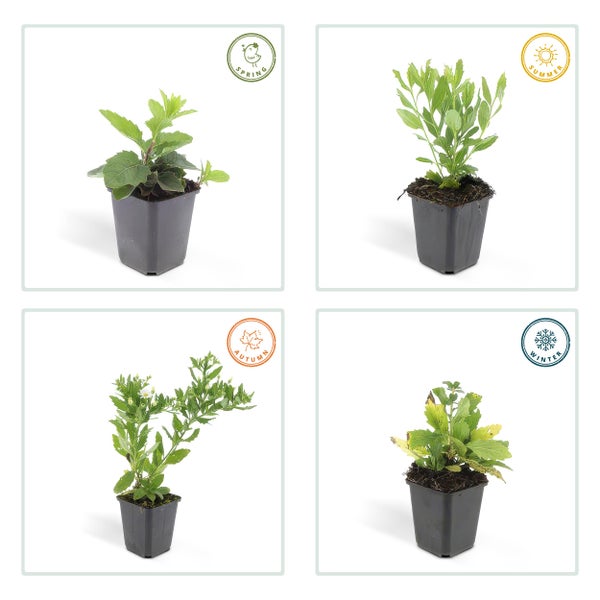 Darstellung einer Pflanze im Topf in den vier Jahreszeiten Frühling, Sommer, Herbst und Winter.