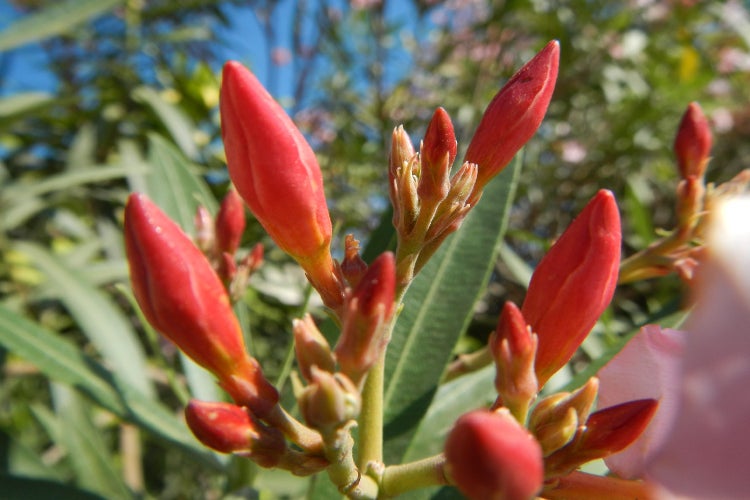 SAFLAX  - Oleander - Nerium oleander - 50 Samen