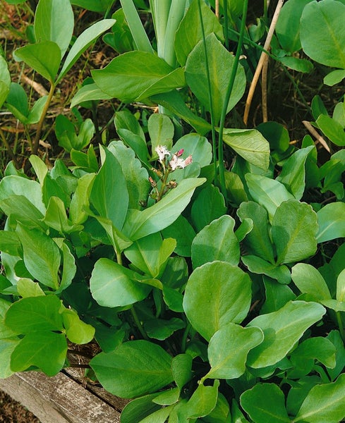 Menyanthes trifoliata, Fieberklee, ca. 9x9 cm Topf