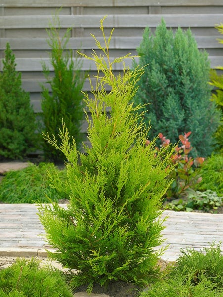 Zypresse im Garten