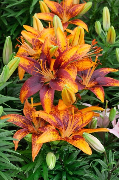 Nahaufnahme von asiatischen Lilien mit auffälligen Blüten